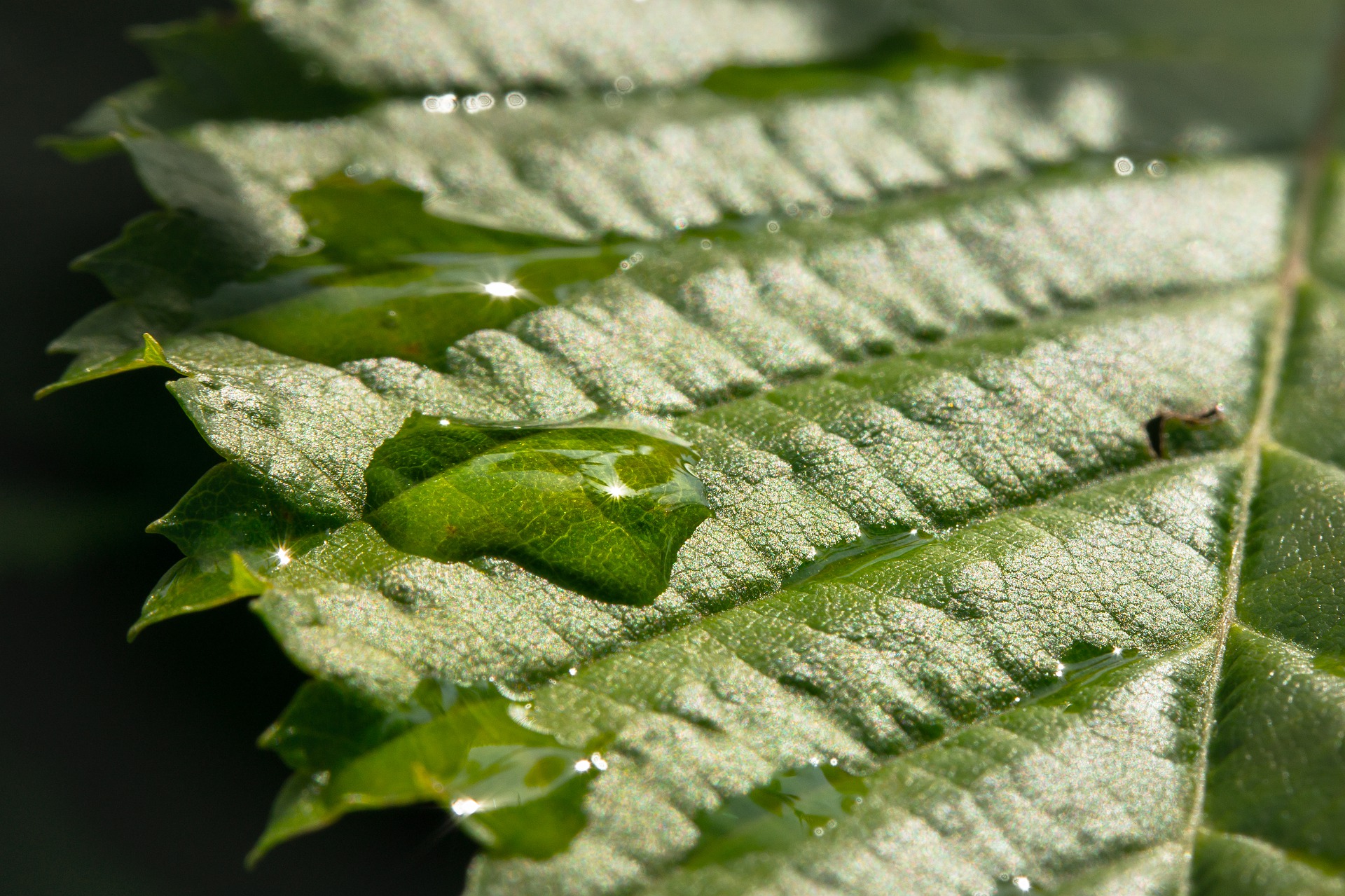 05-regenwassernutzung-pixabay-05-27-19